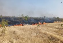 नंदेश्वर येथे वनपरिक्षेत्रातील वनराईला भीषण आग; अनेक वृक्ष जळून खाक, सुस्त वनविभाग कधी जागा होणार???