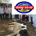 नंदेश्वर येथे अवकाळी पावसाचा मोठा फटका; बेदाणे शेडचे नुकसान, वीज पडून गाय दगावली, आ.समाधान आवताडे यांनी पाहणी करत नुकसानग्रस्त शेतकऱ्यांना तात्काळ मदतीच्या प्रशासनाला सूचना