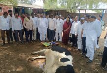 नंदेश्वर येथे अवकाळी पावसाचा मोठा फटका; बेदाणे शेडचे नुकसान, वीज पडून गाय दगावली, आ.समाधान आवताडे यांनी पाहणी करत नुकसानग्रस्त शेतकऱ्यांना तात्काळ मदतीच्या प्रशासनाला सूचना