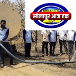 आदर्शवत लोकसहभाग ! खुपसंगी-आंधळगाव परिसरातील जळालेल्या झाडांना जीवनदान देण्याचा प्रेरणादायी उपक्रम, श्री कामसिद्ध शेडनेट शेती शेतकरी गटाचे सर्व स्तरातून कौतुक
