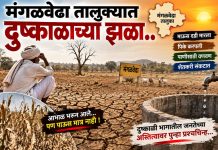 मंगळवेढा तालुक्याच्या दुष्काळी भागातील जनतेच्या अस्तित्वावर पुन्हा प्रश्नचिन्ह, पावसाने पाठ फिरवल्याने शेतीसह दुग्ध व्यवसाय संकटात; जनावरांसाठी चारा-पाण्याचा प्रश्न गंभीर — दुष्काळी तालुका जाहीर करून तातडीने उपाययोजना करण्याची मागणी